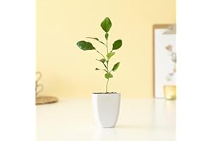 BloomPost L151 Arbre Vert