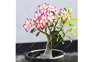 Adenium obesum Seeds Desert Rose Garden Seeds Accueil Bonsai Balcon Graines de Fleurs 5 pcs/Sac: 9