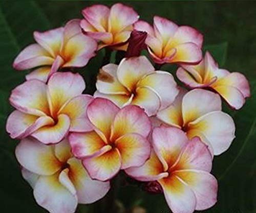 Preisvergleich Produktbild GEOPONICS Rosa, lila und Leidenschaft x atropurpurea2 Topf