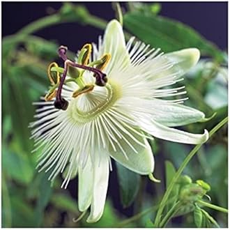 19+ White Flowers Climbing Plants
