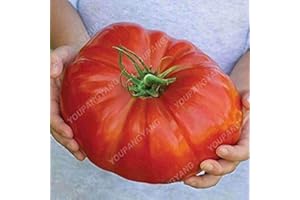 POTSEED 100 graines de Tomate géante Big Boeuf Hybride Graines de Tomate Inno-Ogm semences potagères pour Jardin Plantation Noir