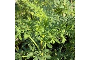 HORTIFLOR BUREAU Rue officinale - Ruta graveolens (lot de 3 pieds)