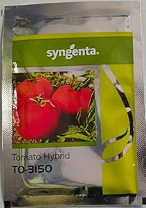 Syngenta TO-3150 Hybrid Tomato Seeds 3500SD