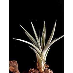 Seltene XXL Wüsten Tillandsien fasciculata Eine große Pflanze mit circa 20 cm. Höhe