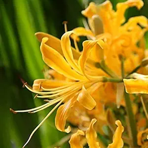 FernsFly IMP. Nerine Lily / Jersey lily / Spider lily Attractive Flower Bulbs Home Outdoor Flowering Gardening Bulbs Blooming planting (Pack of 15 Yellow Nerine Lily)