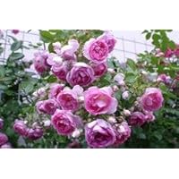 'Jasmina' -R-, Kletterrose, ADR-Rose im 4 L Container