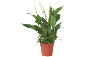 Plant in a Box - Spathiphyllum torelli 'lys de la paix' - Purificateur d'air - Plante d'intérieur - Pot 12cm - Hauteur 30-45cm