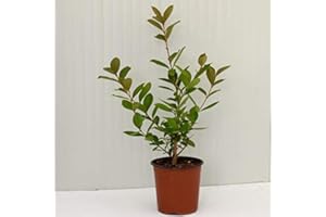 MONDOPIANTE Albero Psidium Guajava Giallo Vaso 18cm,Altezza 35/45cm