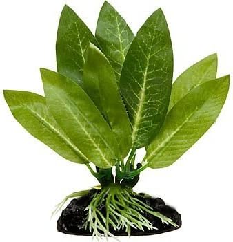 Betta Plant Amazon Sword By Pidaz - Great For Betta Fish and Use With Blue Spotted Betta Leaf Pad &amp; Betta Log