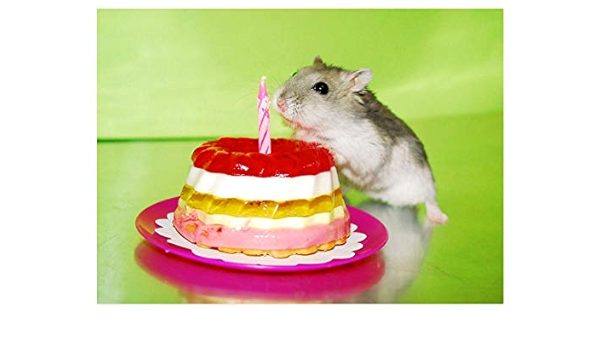 cake hamster