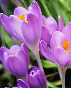 Radha Krishna Agriculture Crocus Saffron Blue Pretty & Aromatic Flower Bulb | Pack of 12 Bulbs for Gardening.