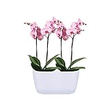 Ornella Vaso Per Orchidee In Plastica 13 Cm - Rosso Ciliegia Con Fondo Rialzato Per Drenaggio