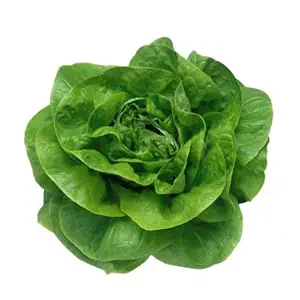 Creative Farmer Vegetable Seeds Lettuce Butter Head Green Variety Seeds - Lettuce Green ?Seeds Seeds For Organic Gardening Home Garden Seeds