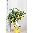 Beautiful Lemon trees with lemons on, Three sizes, fruit trees, indoor plants (60cm Lemon Tree)
