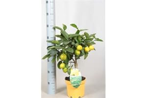 BEST4GARDEN Beautiful Lemon trees with lemons on, Three sizes, fruit trees, indoor plants (60cm Lemon Tree)