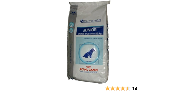 neutered junior large dog