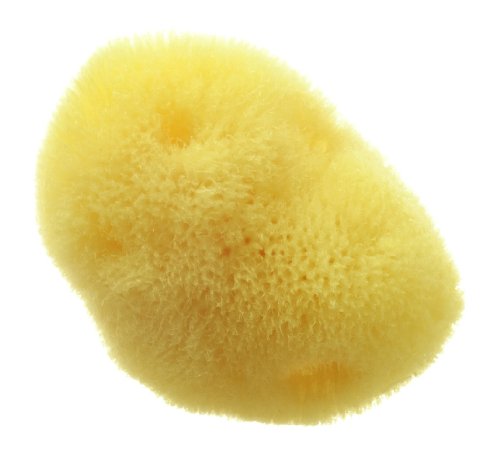 Hydrea London Fina Silk Sea Sponge for Baby or Cosmetic 2 to 2.5-inch