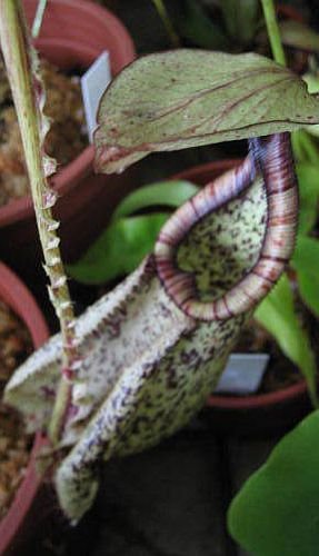 Nepenthes rafflesiana black speckle var. alata – 5 Samen