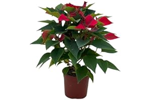 Flor de la Navidad DECOALIVE Planta Natural Grande para Decorar el Hogar en Época Navideña, 8436601574152