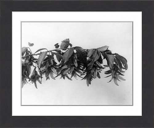 Download Framed Print Of Hornbeam Fruit