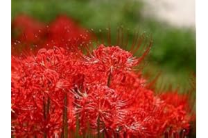 SVI SD1483 araignée rouge Lily Graines, Lycoris Radiata graines, semences non génétiquement modifiés (30 graines)