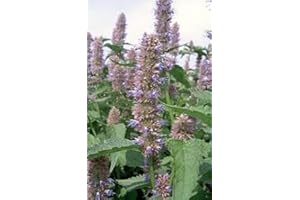 Just Seed - Herb - Anise Hyssop - Agastache foeniculum - 1000 Seed for Bees and Butterlies