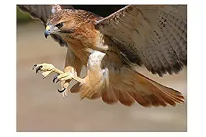 ISEE 360 Wallpaper Animal Posters Canvas for Kids Room Long Walls Living Room Bedroom Kitchen Furniture Kids Boys Girls Eagle Sticker L X H 12 X 12 Inches