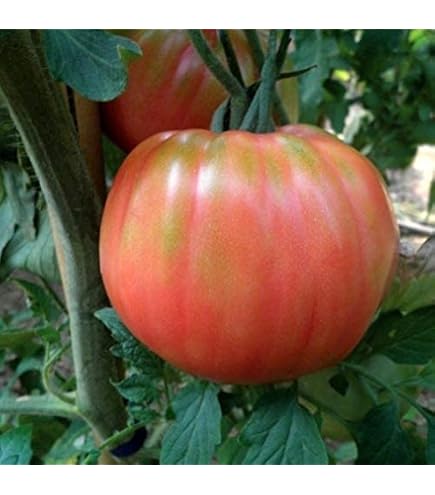 Pomodoro pachino - Lycopersicum esculentum - Scheda tecnica