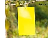 papel para pegar moscas Gran cantidad: lote de 20, tamaño: amarillo: 20 x 30 cm, azul: 25 x 30 cm, se puede cortar el tamaño según el tamaño que necesites y con 20 cordones muy prácticos.