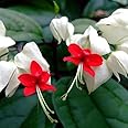 Aiden Gardens Rare Bleeding Heart Vine Clerodendrum thomsoniae 1 Healthy Live Plant