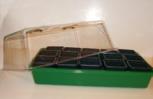 Seedeo Bonsai Anzuchtset Mediteran deluxe (Echte Myrte, Ölbaum, Zwerg Granatapfel) - 6