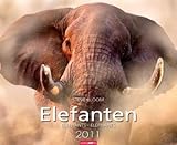 Elefanten 2011 by 