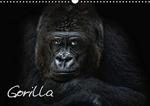 Gorilla (Wandkalender 2020 DIN A3 quer)