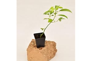 MONDOPIANTE Albero Cinnamomum Camphora, Vaso 7cm, Altezza 10/15cm