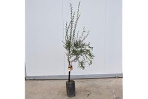 MONDOPIANTE Albero di Limone Caviale 3 anni