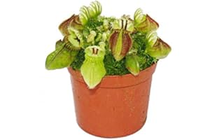 Exotenherz Fleischfressende Pflanze - Zwergkrug - Cephalotus follicularis - 9cm Topf - Rarität