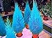 Produktbild Fash Lady Hot 30 teile/beutel arborvitae arborvitae blaue zypresse nadelsamen samen DIY hausgarten verschiffen frei