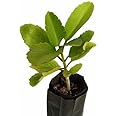 The Entacloo Bryophyllum Pinnatum/Patharchatta Plant(E-326)