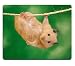 Produktbild scorpio-leo Meerschweinchen Hamster Haustiere Tier Maus Pad