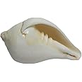 Ayyappan Traders Valampuri Sangu Conch Shell Shankh (5 Inches) | Natural White Shankh/Conch Shell for Maa Lakshmi Pooja