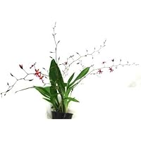 1 blühfähige Orchidee der Sorte: Oncidium Kathrin Zorch, duftend, 12cm Topf