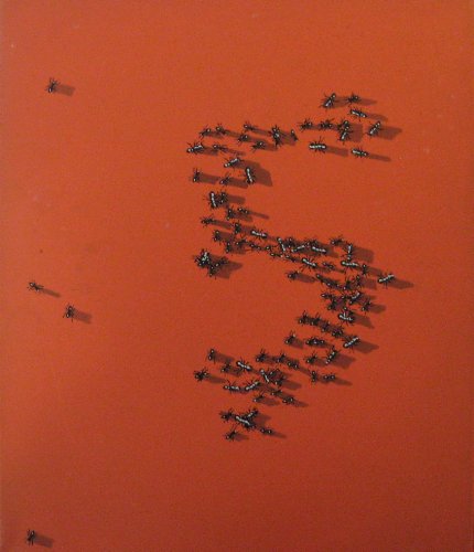 documenta 5 1972