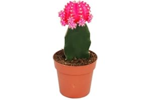 Exotenherz - Gymnocalycium mihanovichii - cactus fresa - rosa - maceta de 8,5 cm