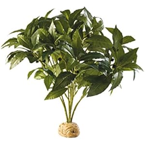 Pflanze EXOTERRA Laurel Bush