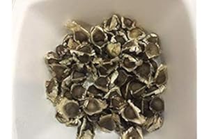 Potseed Germination Les graines: 100 Moringa Oleifera Biologique Graines Miracle Drumstick Arbre + Livraison Gratuite