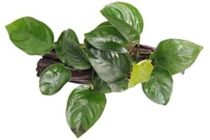 AQUARIUM PLANTS FACTORY AquaPlants ANUBIAS Nana on Wood - Size 10 cm