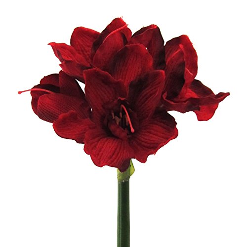 Preisvergleich Produktbild Amaryllis dunkelrot 66cm
