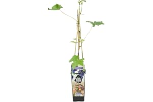 Bloomique - Vitis Vinifera 'Boskoop Glory' - Traubenpflanze - Blaue Trauben - Obstpflanzen - Gartenpflanzen - Winterhart - ⌀14 cm - Höhe 60-70 cm