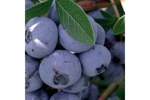 BAUMSCHULE WEDROWSKI W Myrtille Tardive Nelson 1L - Plante de Jardin, Arbres fruitiers - la Décoration Parfaite pour Votre Propriété - Pour les Débutants et les Jardiniers Professionnels