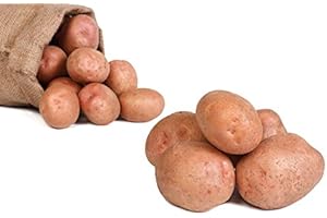 FRUCHTVERSAND24® Speisekartoffeln Laura 5kg | lecker und cremig im Geschmack | sehr gelbfleischig | vorw. festkochend | für Ofenkartoffeln, Pommes Frites, Salzkartoffeln, Wilde Kartoffeln